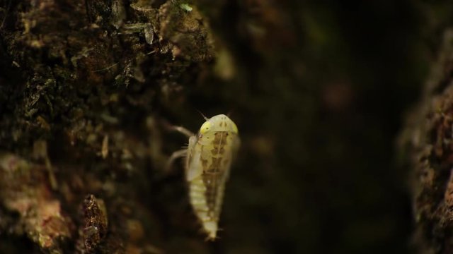 Macro of a small and newborn Cicadella viridis with yellow eyes and small antennae sitting on tree bark in foothills of Caucasus