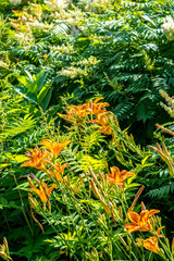 Obraz premium Colors of summer - a beautiful Sunny flowers
