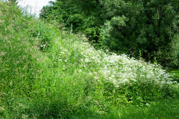 A field of beautiful green grass