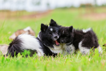 Elo mother dog plays with her puppies with a toy
