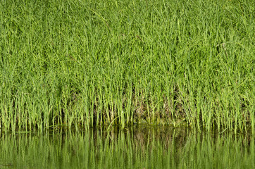 Huge amount of green grass on the shore of the pond sunny summer day