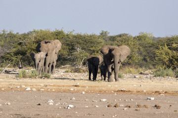 Herd of African elephant, Loxodonta africana, hurry to waterhole, Etosha National Park, Namibia