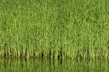 Myriads of green grass stems on the pond shore on a sunny summer day
