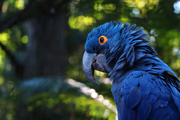 Nahaufnahme von lebendigem blauem Hyazinth-Ara, blaues Papageienporträt mit unscharfem Hintergrund