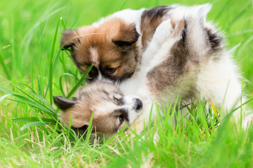 two Elo puppies fighting together