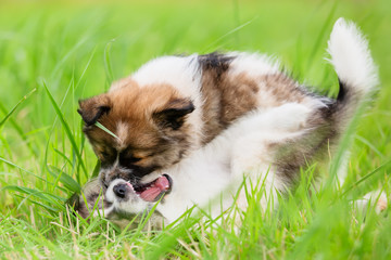 two Elo puppies fighting together
