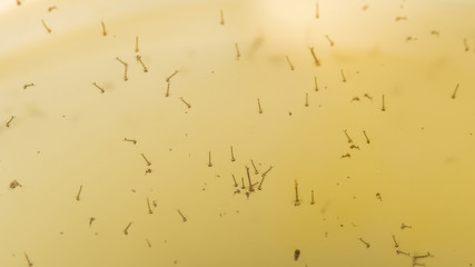 The mosquito larvae on the surface of the water. © lapis2380