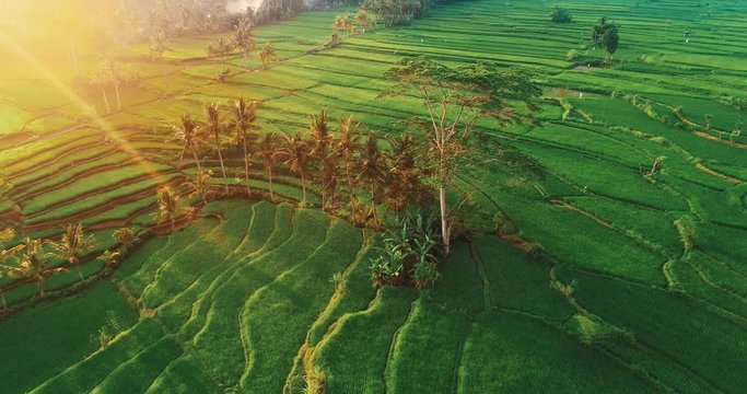 Aerial drone view of beautiful rice fields in Bali during sunset, Indonesia