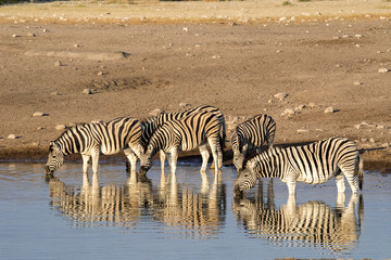 Fototapeta na wymiar Damara zebra herd, Equus burchelli antiquorum, standing by waterhole, Etosha National Park, Namibia