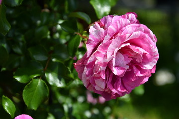 ピンクのバラ