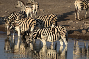 Fototapeta na wymiar Damara zebra herd, Equus burchelli antiquorum, standing by waterhole, Etosha National Park, Namibia