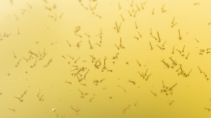The mosquito larvae on the surface of the water. © lapis2380