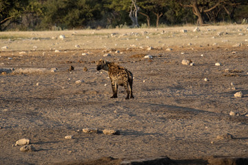 Spotted hyena, Crocuta crocuta, in waterhole, Etosha National Park, Namibia