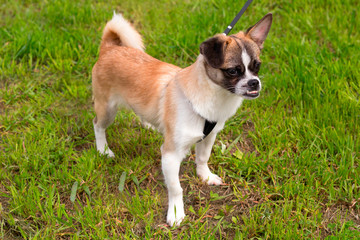 cute little dog with a leash on a walk