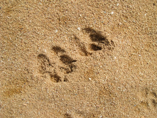 dog foot print in sand on the beach.