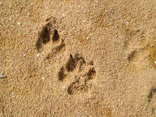 dog foot print in sand on the beach.