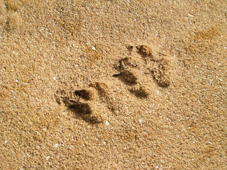 dog foot print in sand on the beach.