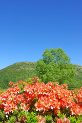 湯の丸高原のレンゲツツジ