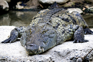 fierce African alligator
