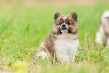 portrait of an Elo puppy on the meadow