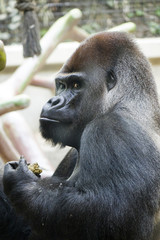 portrait of an African gorilla