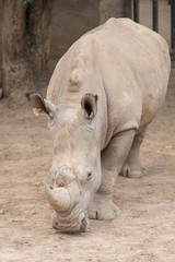 Naklejka premium African white rhino