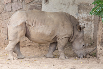 Obraz premium African white rhino
