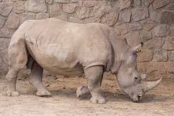 African white rhino