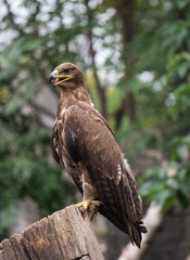 Eagles