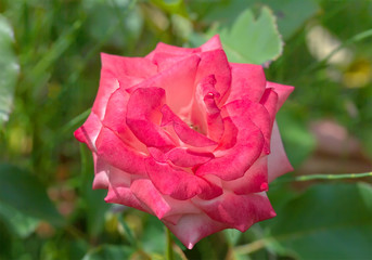 Pink rose in the garden.