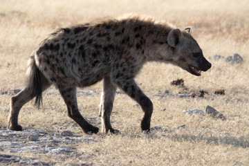 Spotted hyena, Crocuta crocuta, in waterhole, Etosha National Park, Namibia