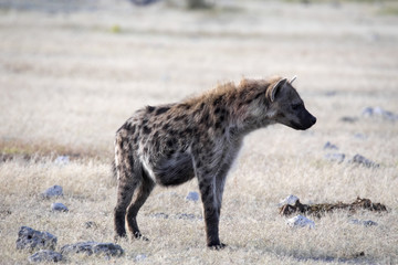 Fototapeta premium Spotted hyena, Crocuta crocuta, in waterhole, Etosha National Park, Namibia