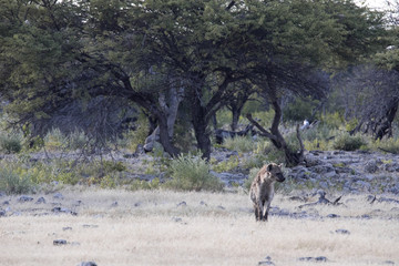 Spotted hyena, Crocuta crocuta, in waterhole, Etosha National Park, Namibia