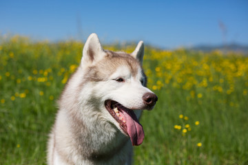 Profile Portrait of cute beige and white dog breed siberian husky is in the buttercup field in summer.