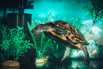 Isolated close-up of a red-eared slider turtle red-eared terrapin in a pond