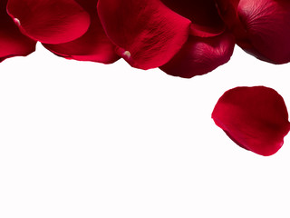 red rose petals