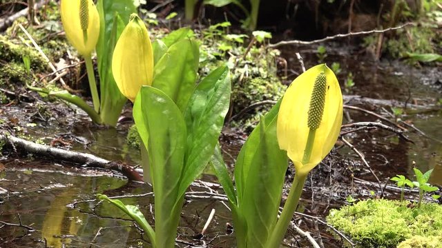 Western Skunk Cabbage (Lysichiton americanus) in a red alder grove, Olympic National Park, Washington, USA