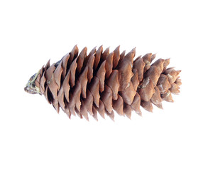 Fir cone isolated on white background without shadow. Close up. Macro  