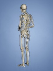Fifth Rib, Rib Cage, 3D Model