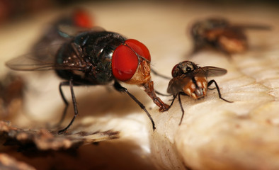 Housefly