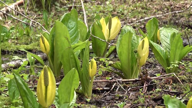 Western Skunk Cabbage (Lysichiton americanus) in a red alder grove, Olympic National Park, Washington, USA