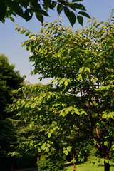 Green plants in a summer garden. Russian nature. Color photo taken at Moscow city public park.