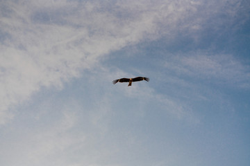 晴れの日と鳶 /  Sky and black kite
