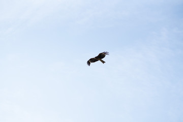 晴れの日と鳶 / Sky and kite