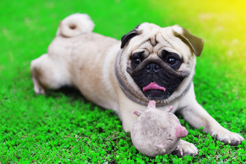 Cute young Pug stay alone in garden, close up
