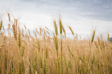 Grain harvest