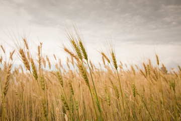 Grain harvest
