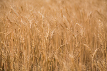 Grain harvest