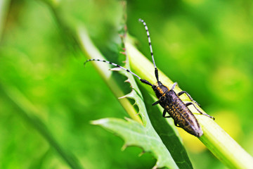 A moustache beetle with a striped long mustache sits on the green grass. Insect close-up.