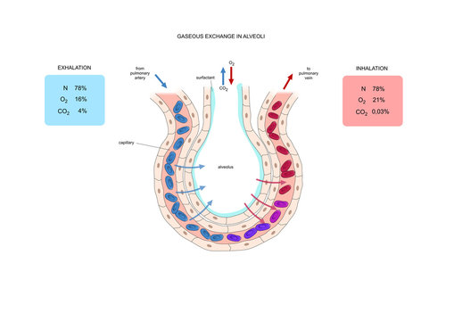 gaseous exchange in alveoli